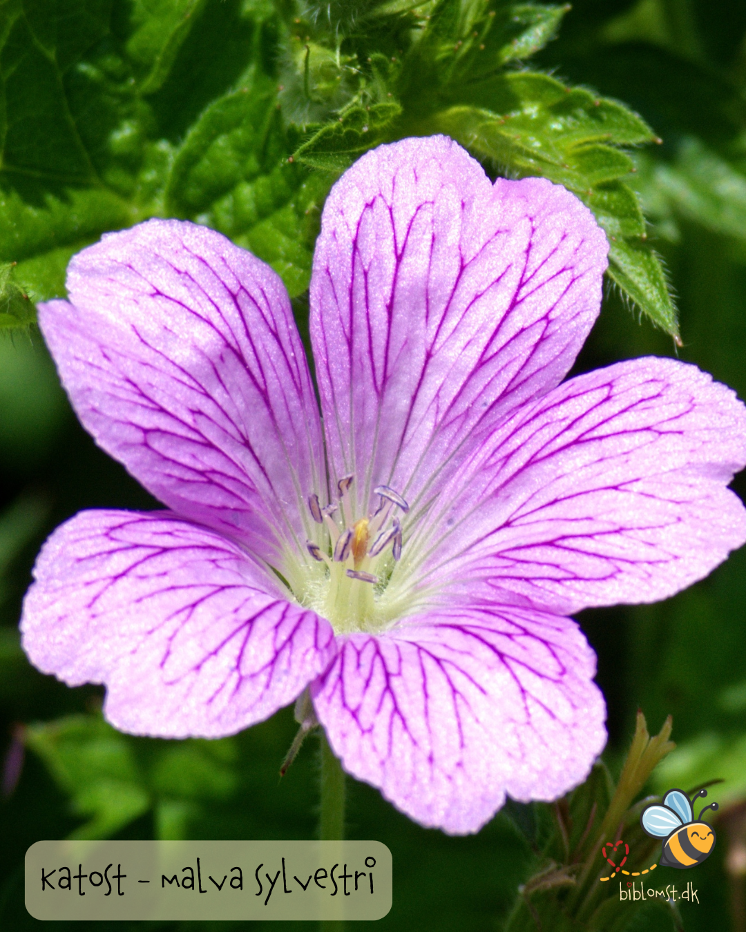 Katost - Malva sylvestris