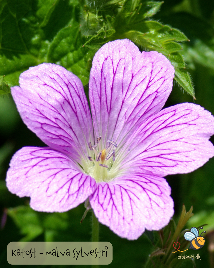 Katost - Malva sylvestris