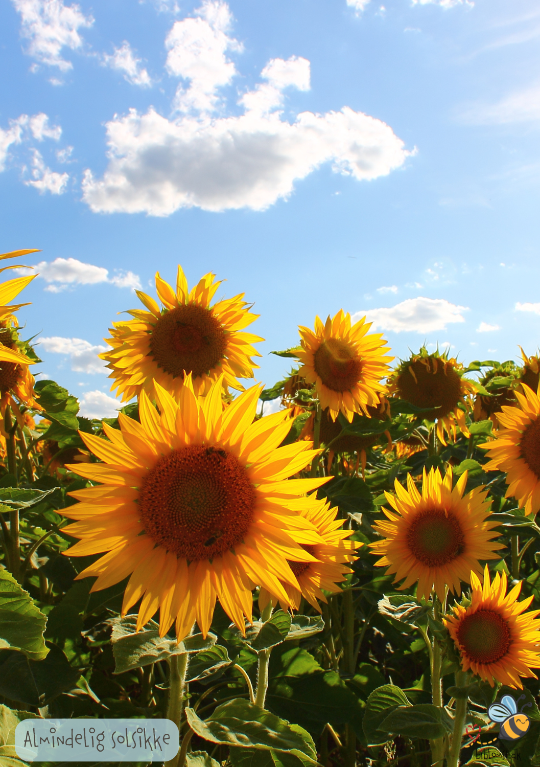 Almindelig Solsikke - helianthus annuus