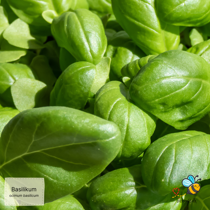 Basilikum Genovese - ocimum basilicum