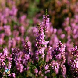 Hedelyng – Calluna vulgaris