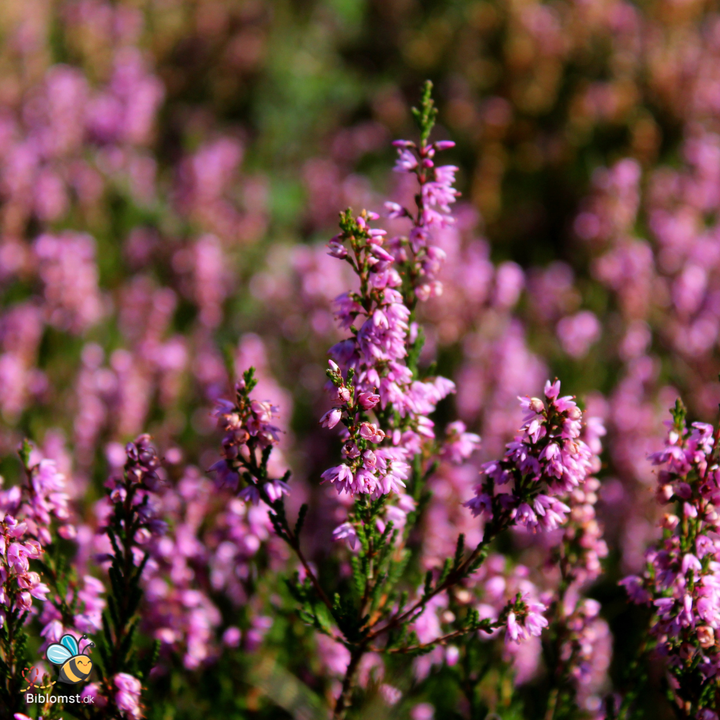 Hedelyng – Calluna vulgaris