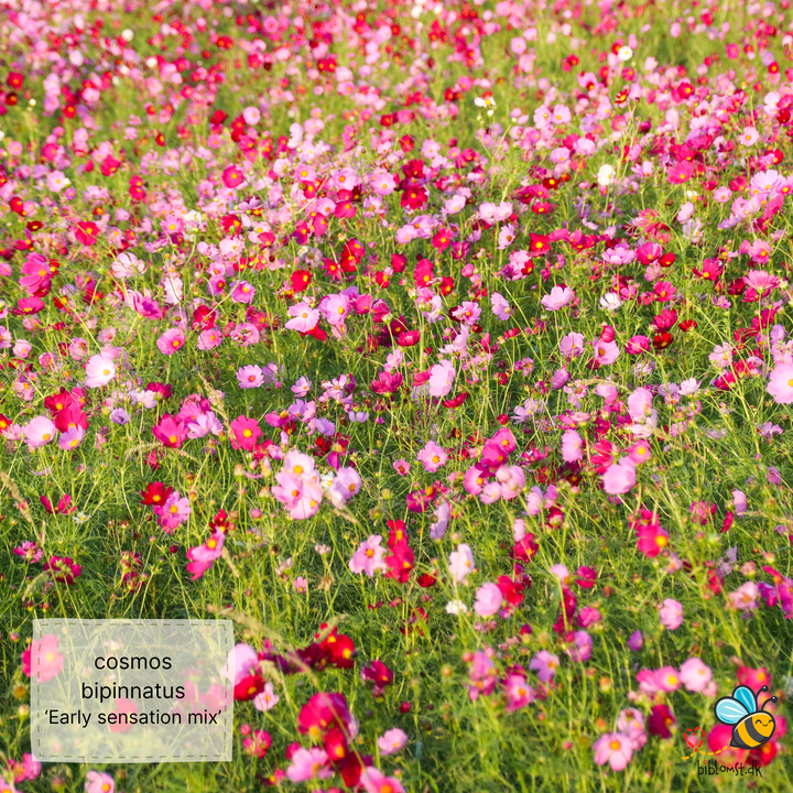 Stolt kavaler – Cosmos bipinnatus ’Early Sensation Mix’