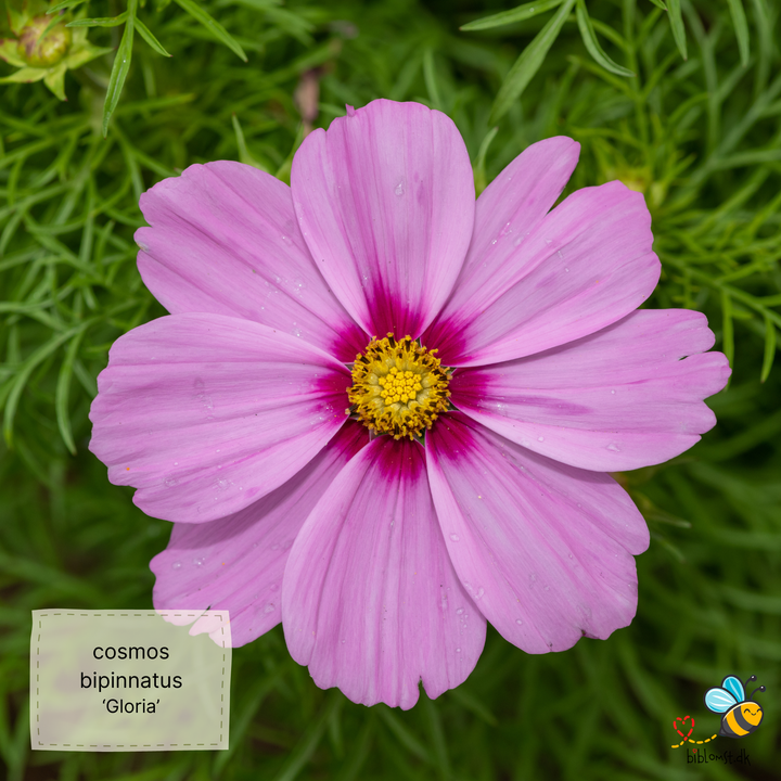 Stolt kavaler – Cosmos bipinnatus ’Gloria’