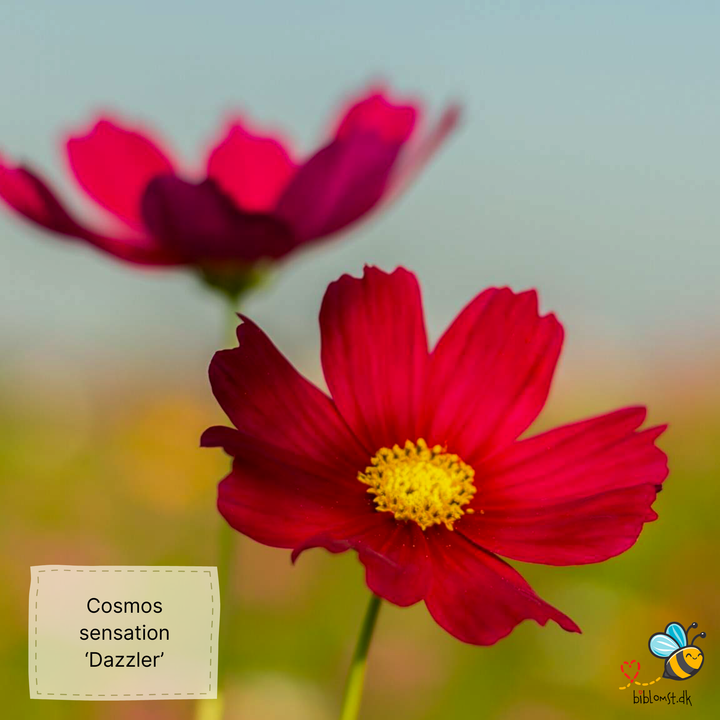 Cosmos bipinnatus ‘Sensation Dazzler’