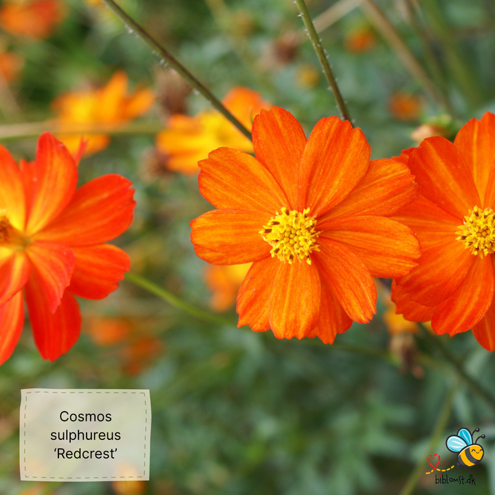 Svovlgul kosmos Cosmos sulphureus ‘Redcrest’