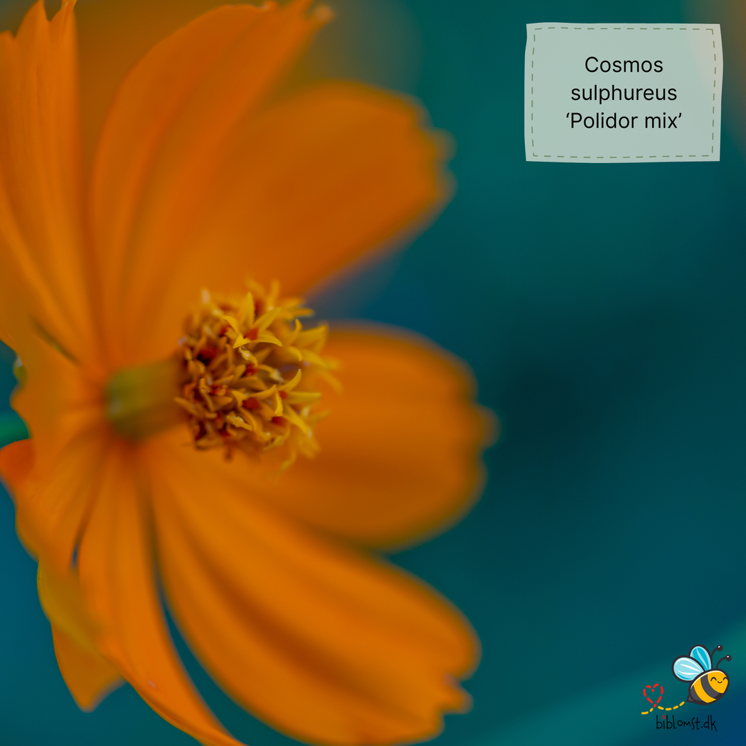 Svovlgul Kosmos - cosmos sulphureus polidor mixed