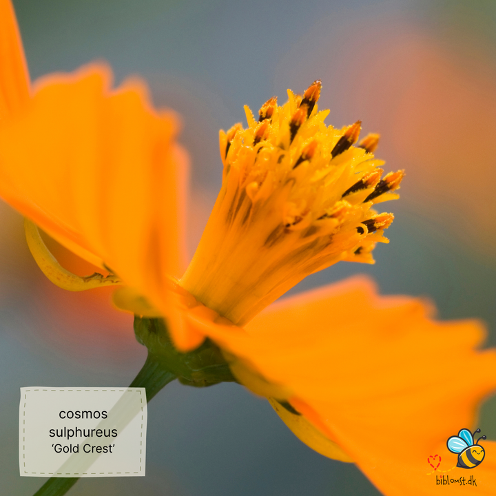 Svovlgul kosmos – Cosmos sulphureus ’Crest Gold’