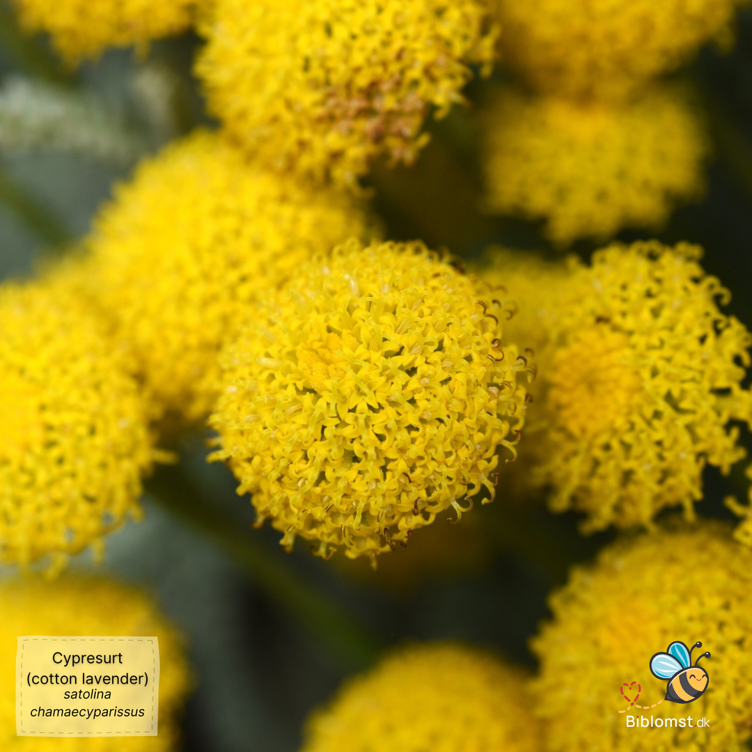 Cypresurt – Santolina chamaecyparissus (Lavender Cotton)