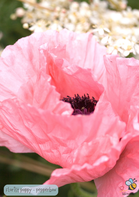 Papaver somniferum 'Pepperbox Florists Poppy'