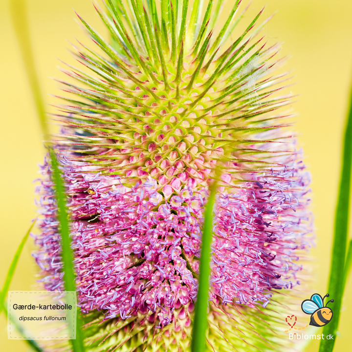 Gærdekartebolle – Dipsacus fullonum