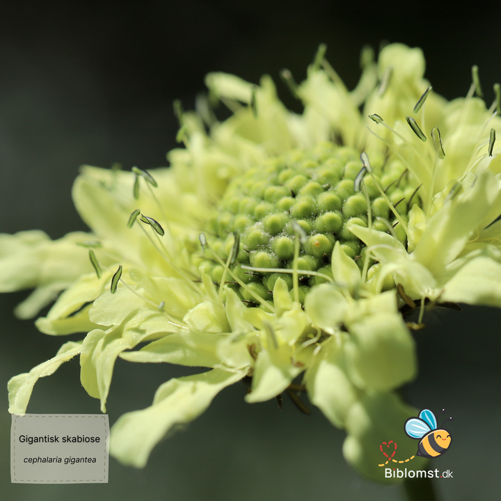 gigantisk skabiose, kæmpe skælhoved - Cephalaria gigantea