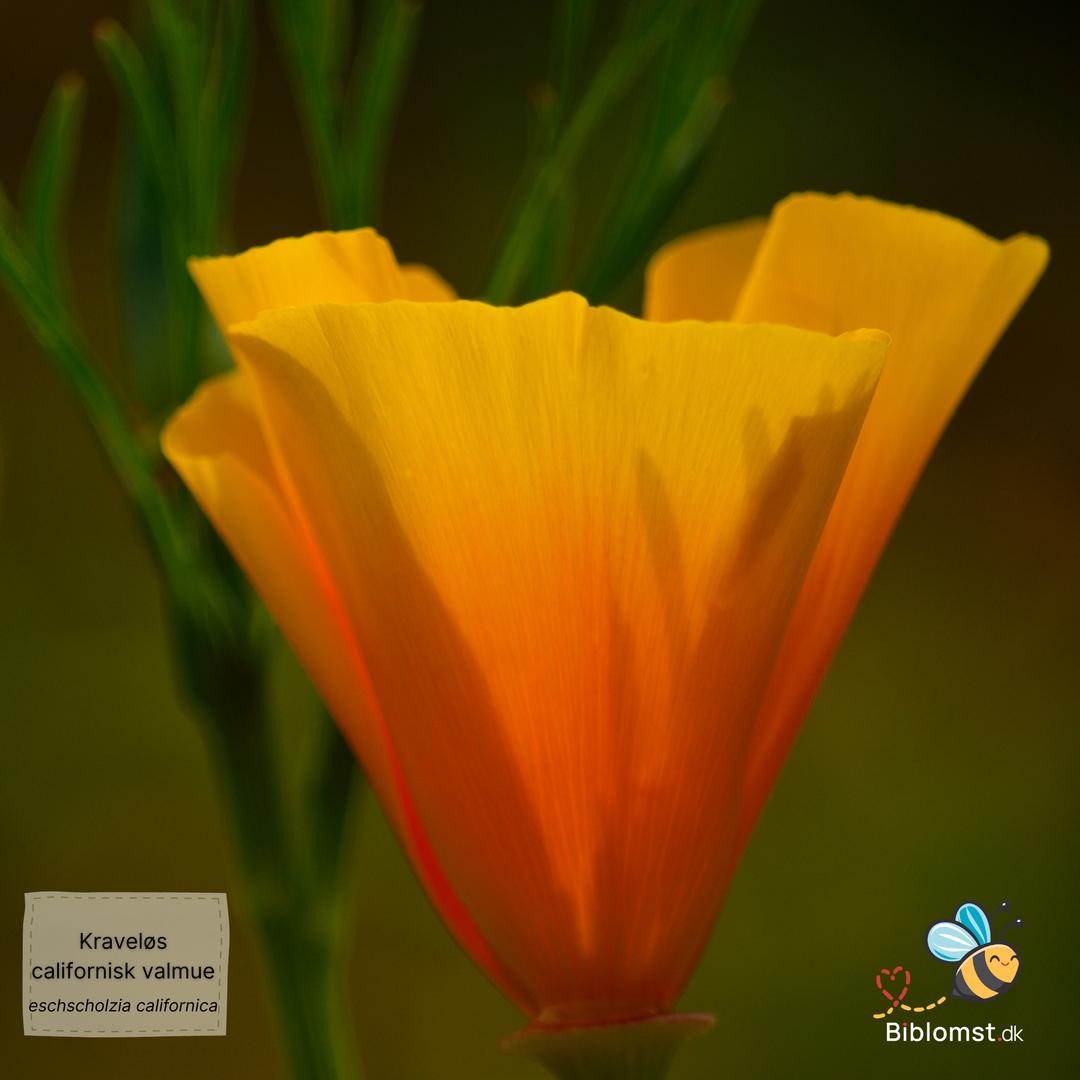 Kraveløs Californisk Valmue - Eschscholzia caespitosa