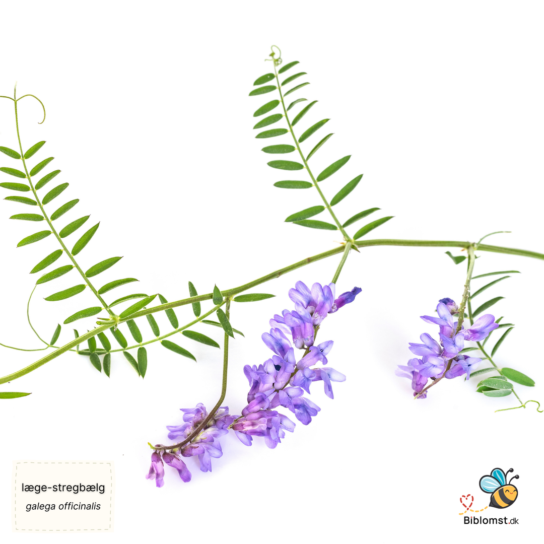 Læge-stregbælg – Galega officinalis