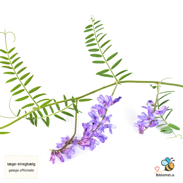 Læge-stregbælg – Galega officinalis