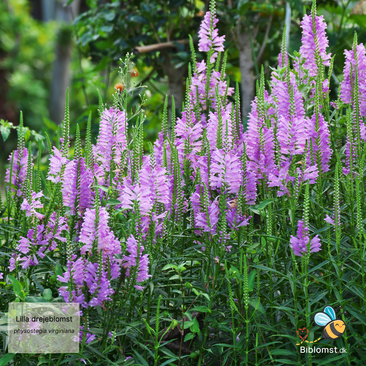 Lilla drejeblomst – Physostegia virginiana