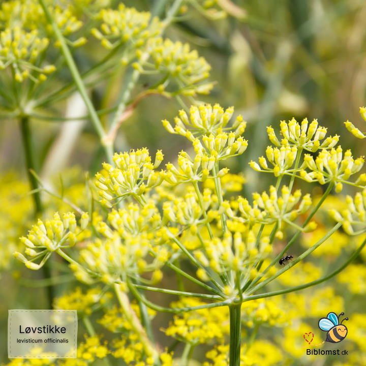 Løvstikke – Levisticum officinale