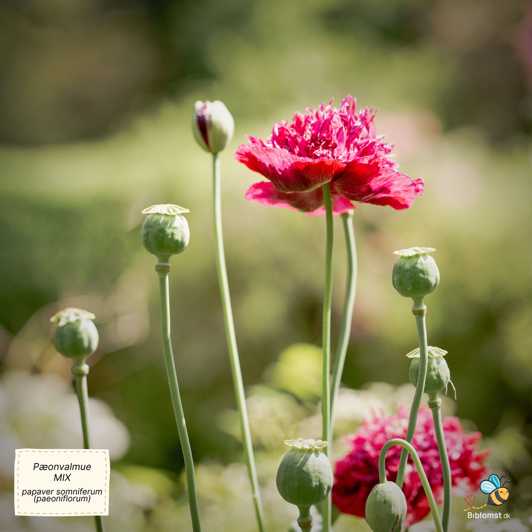 Pæonvalmue mix - Papaver somniferum (paeoniflorum)