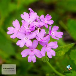 Prærieverbena – Glandularia bipinnatifida; syn. Verbena bipinnatifida