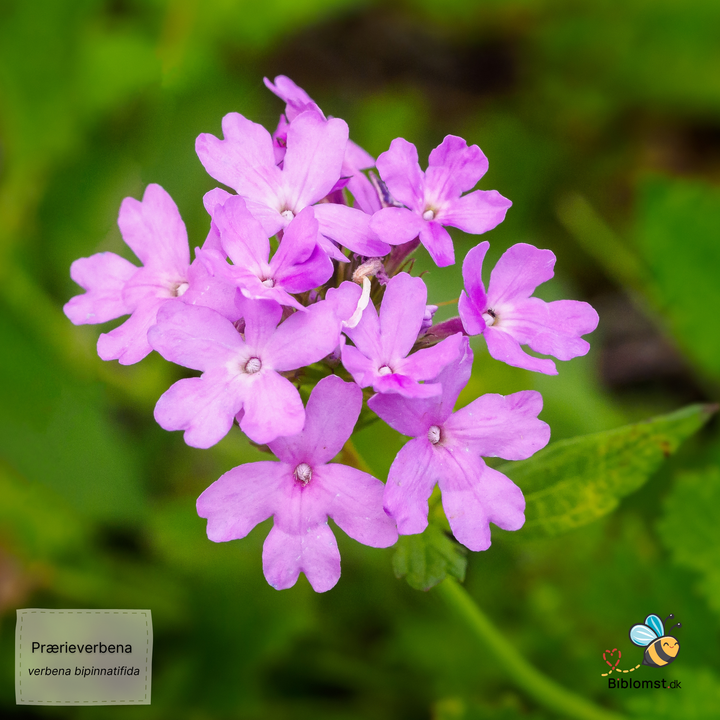 Prærieverbena – Glandularia bipinnatifida; syn. Verbena bipinnatifida
