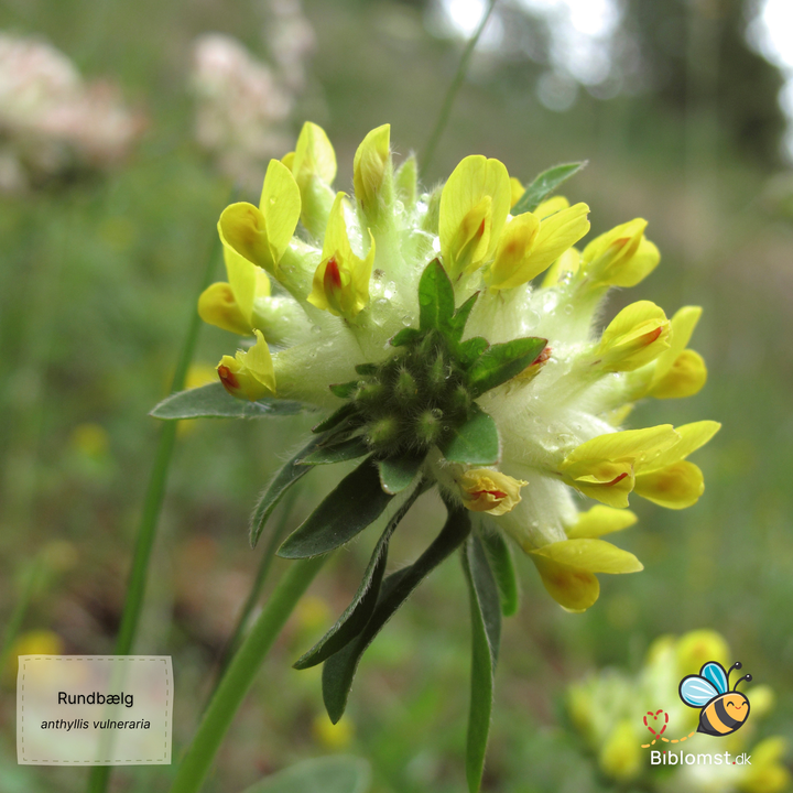 Rundbælg – Anthyllis vulneraria
