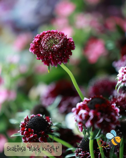 Skabiose 'Black Knight' – Scabiosa atropurpurea