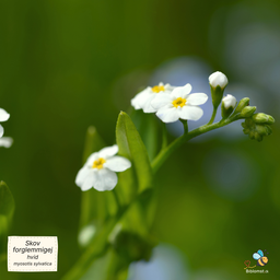Skov-forglemmigej hvid 'Victoria White' - Myosotis sylvatica