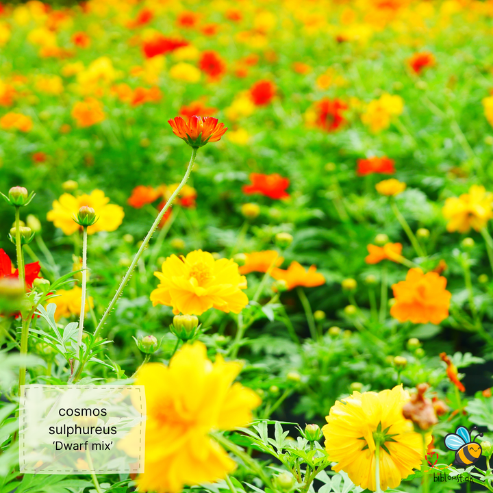 Svovlgul kosmos – Cosmos sulphureus ’Dwarf Mix’