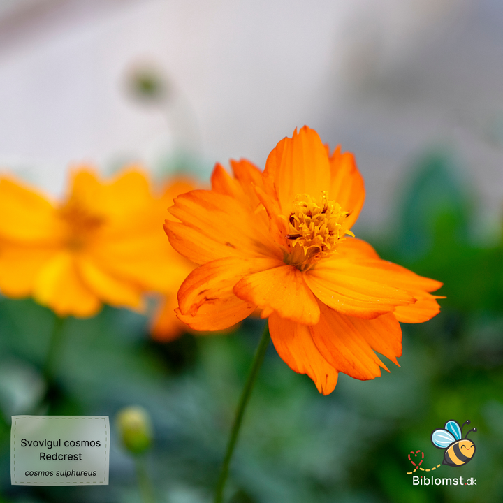 Svovlgul kosmos Cosmos sulphureus ‘Redcrest’