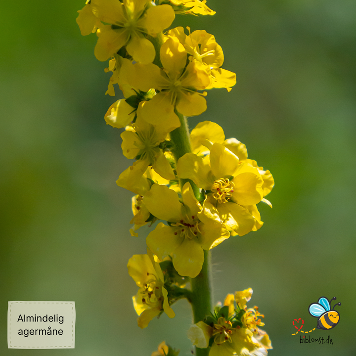 Alm. agermåne, Agrimonia eupatoria