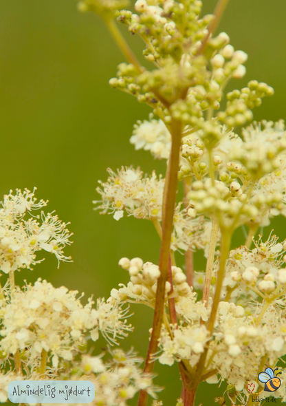 Almindelig Mjødurt - filipendula ulmaria