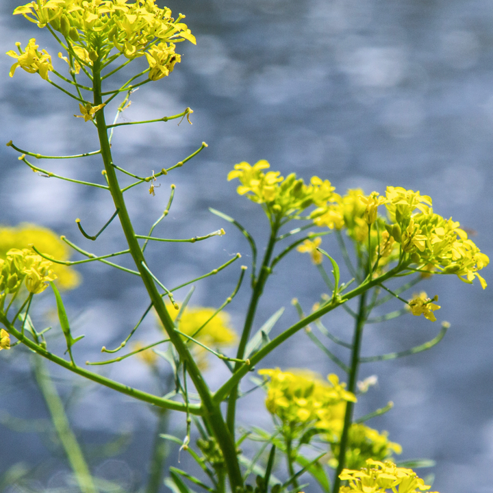 Almindelig vinterkarse - Barbarea vulgaris