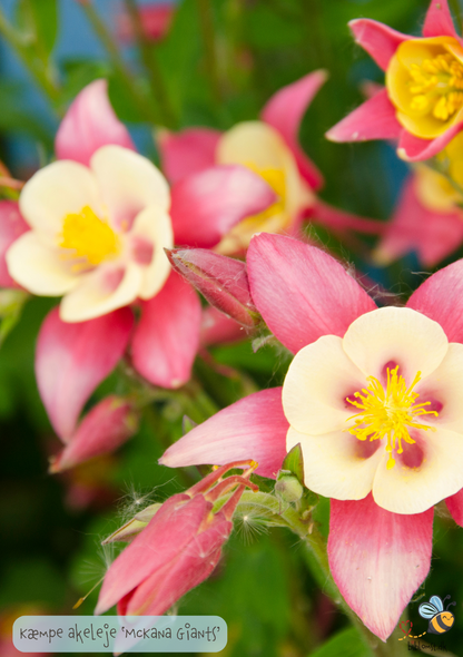 Aquilegia caerulea 'McKana Giants'