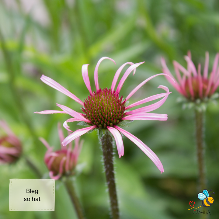Bleg solhat - Echinacea pallida