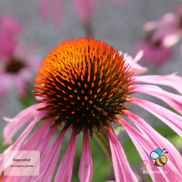 Bleg solhat - Echinacea pallida