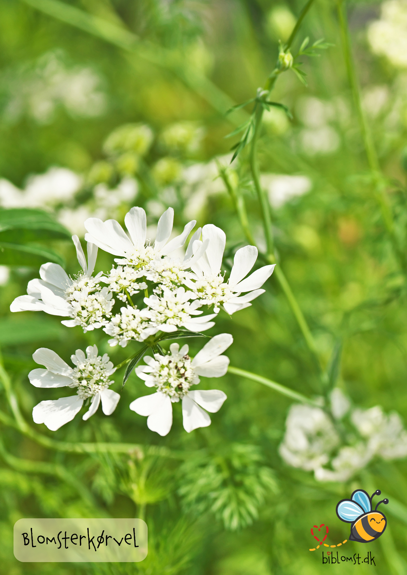 Blomsterkørvel – Orlaya grandiflora ’White’