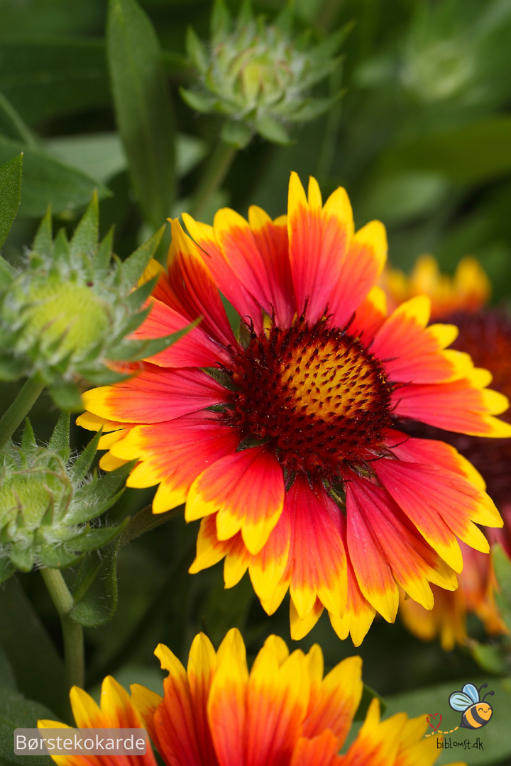 Børste Kokarde - Gaillardia aristata