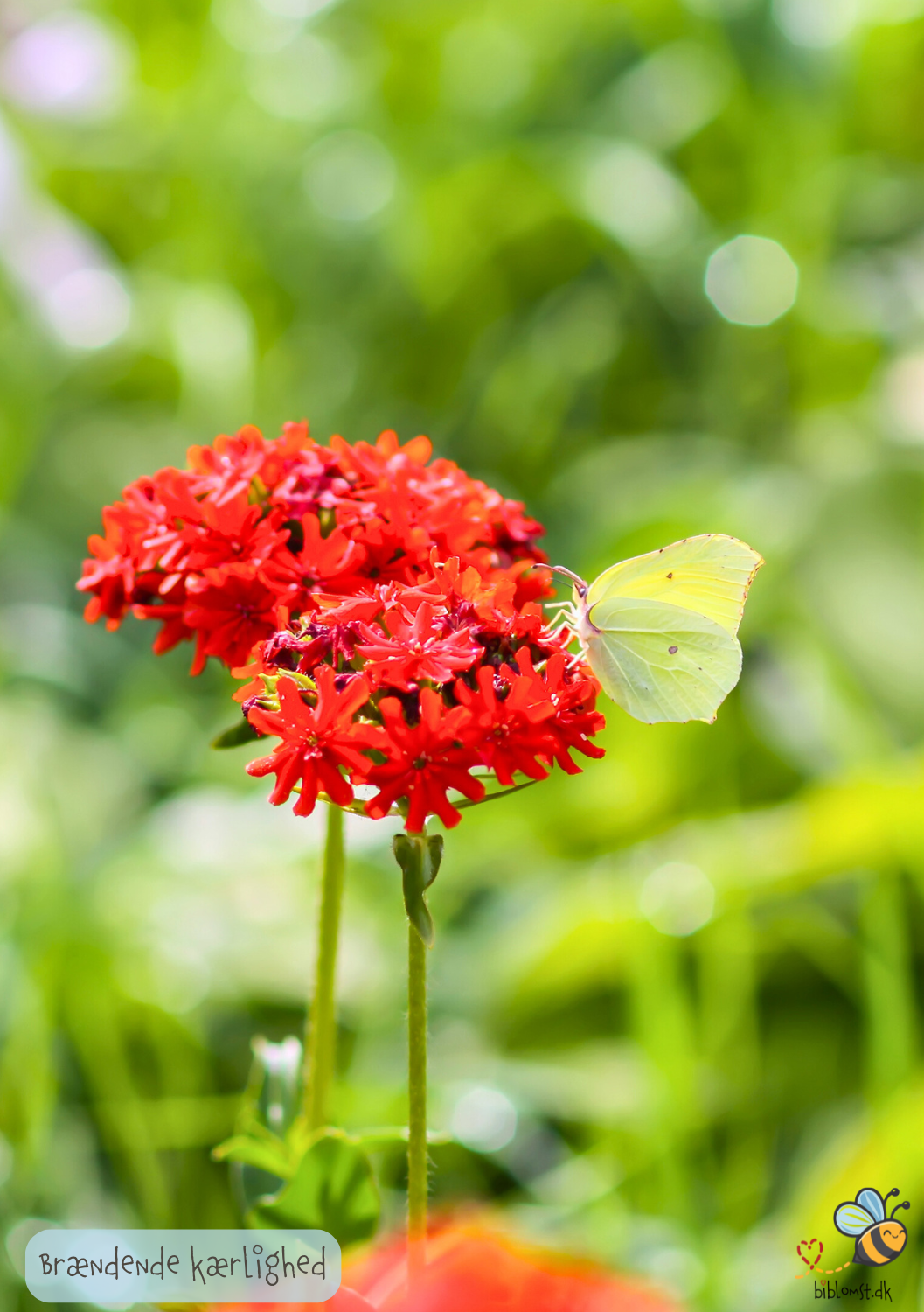 Brændende kærlighed - Lychnis chalcedonica