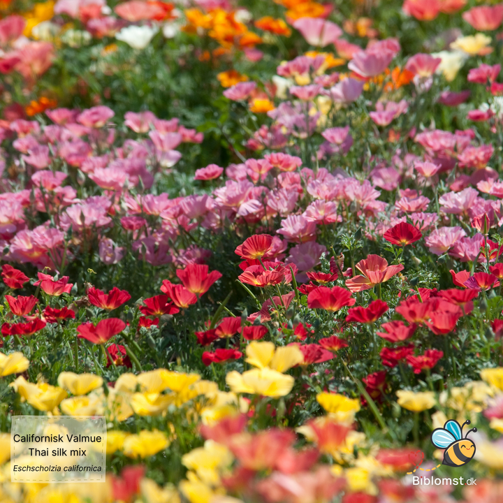 Californisk valmue – Eschscholzia californica 'Thai Silk Formula Mixture'