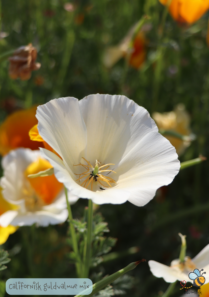 Californisk valmue, mix – Eschscholzia californica