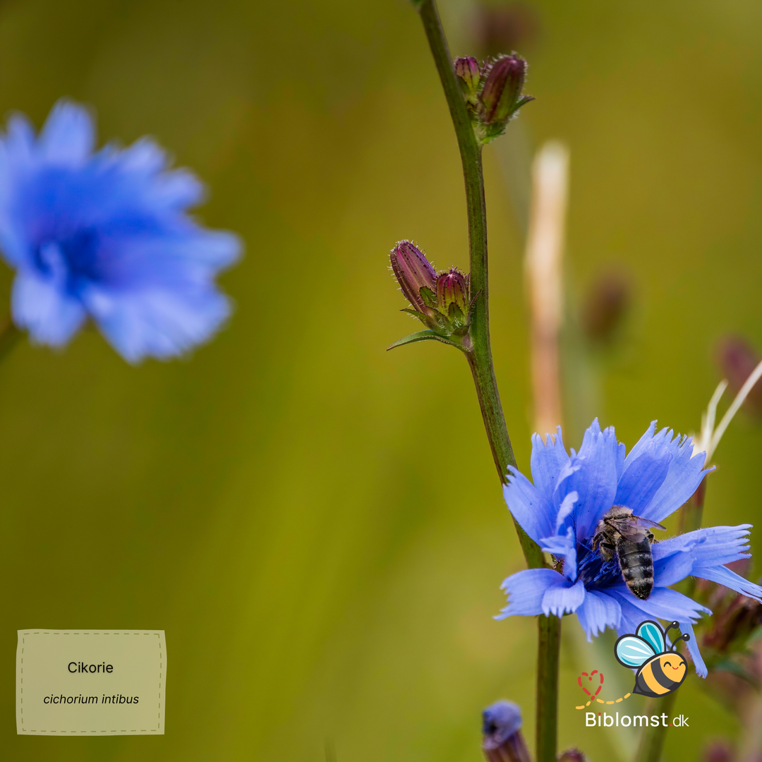 Cikorie – Cichorium intybus