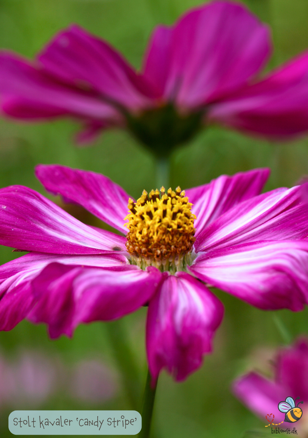 Cosmos bipinnatus 'Candy Stripe'