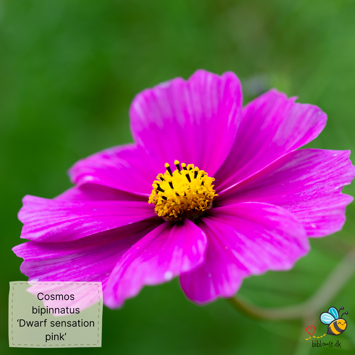 Stolt kavaler/kosmos 22 forskellige slags