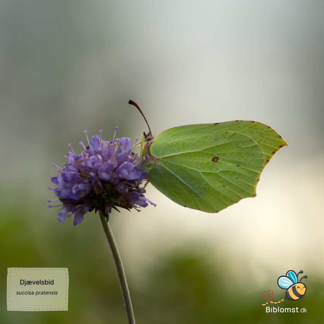 Djævelsbid – Succisa pratensis