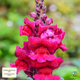 Dværg-løvemund, blanding - Antirrhinum majus nanum
