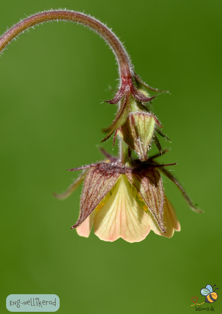 Eng-Nellikerod – Geum rivale