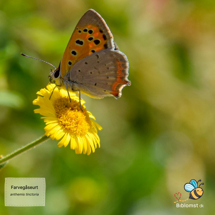 Farvegåseurt – Anthemis tinctoria