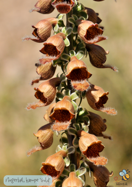 Fingerbøl -Guld kæmpe - Digitalis ferrunginea gigantea