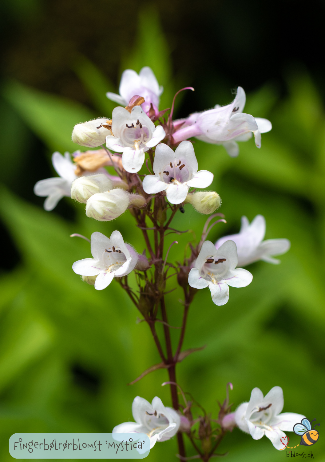 Fingerbøl-rørblomst   Penstemon Digitalis 'Mystica'