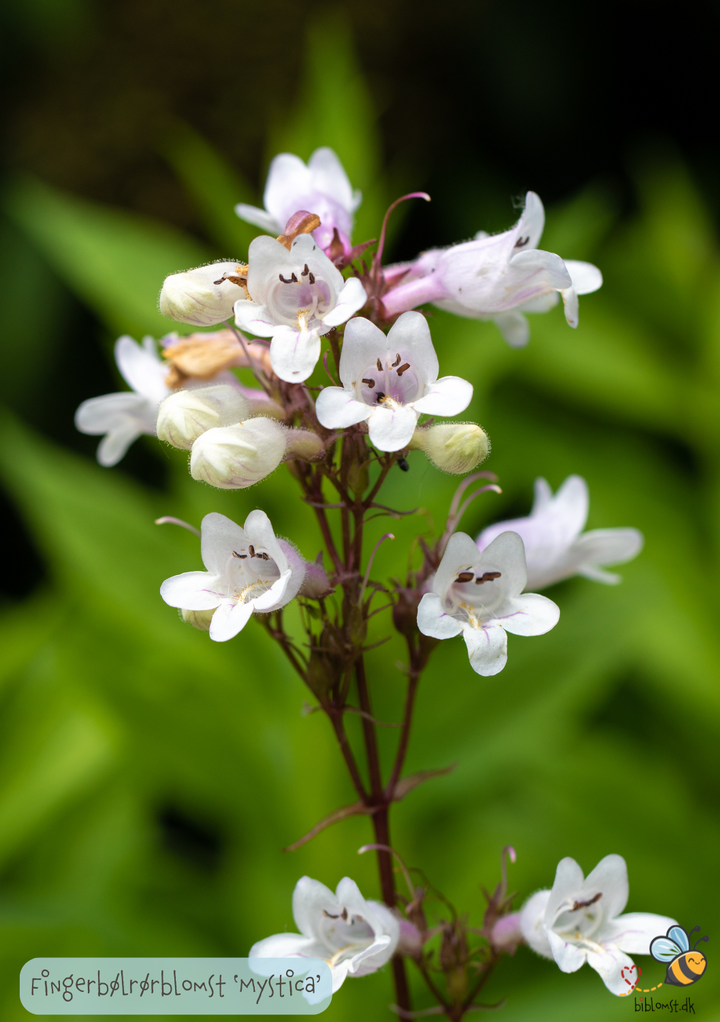 Fingerbøl-rørblomst   Penstemon Digitalis 'Mystica'